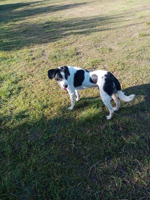 Psiaki szukają domu