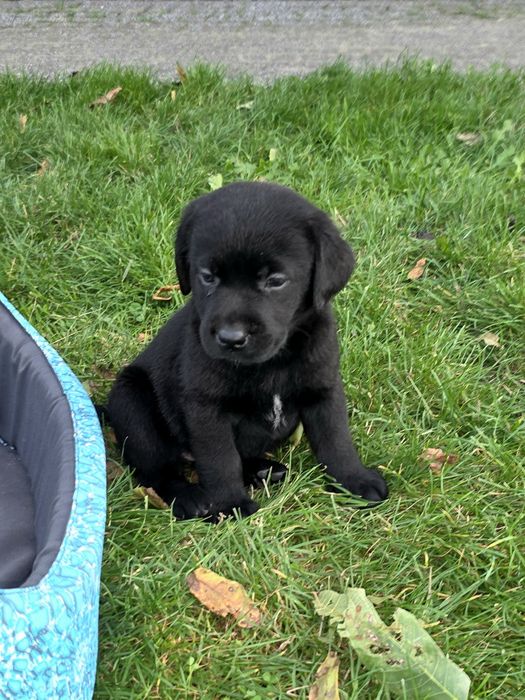 Labrador retriever ZKWP FCI czarny