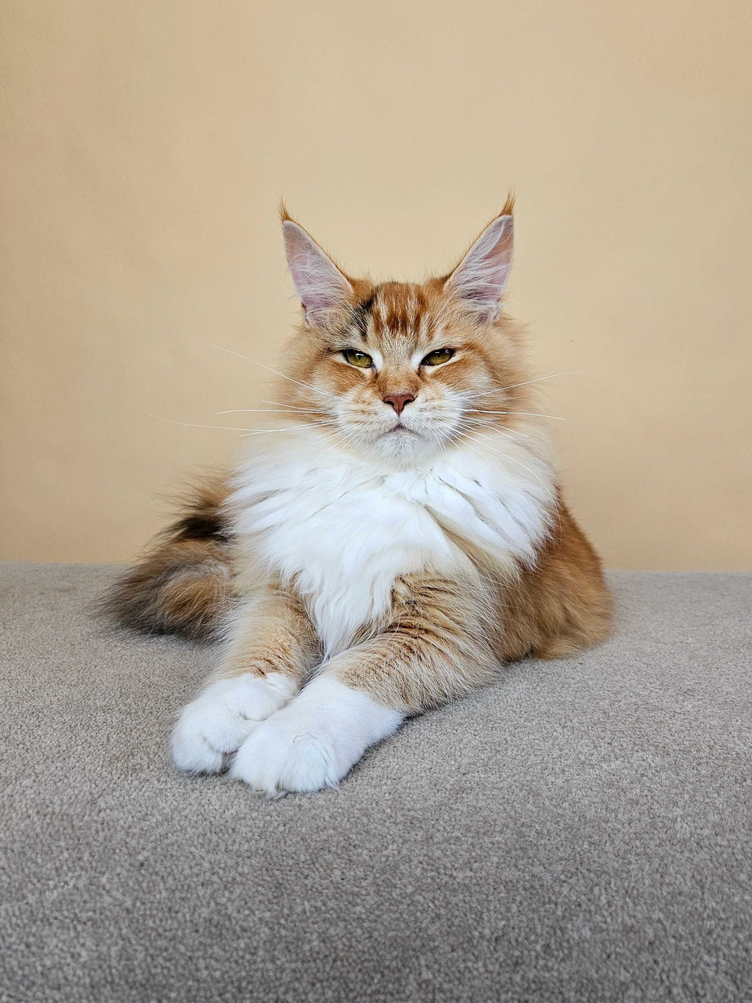 MAINE COON - koteczka ROMINA (po sterylizacji) - rodowód FPL/FIFE