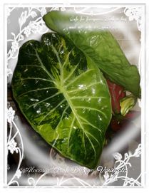 INTERNATIONAL Alocasia Pink Dragon Variegata alokazja bulb philodendro