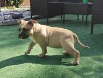 Suczka american bully z dokumentami