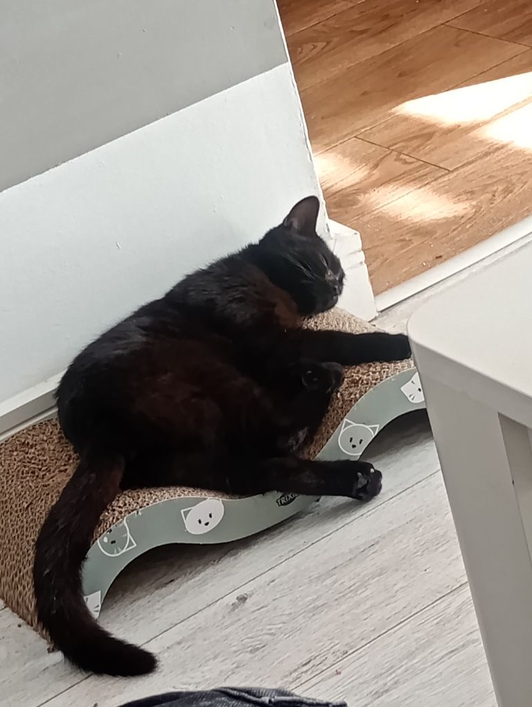 Kotka w typie Brytyjczyka