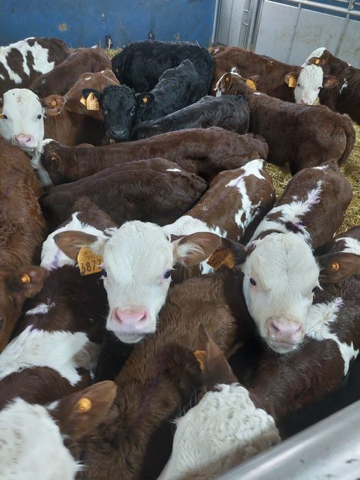 Mięsne byczki i jałóweczki