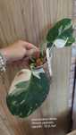 Philodendron White Wizard