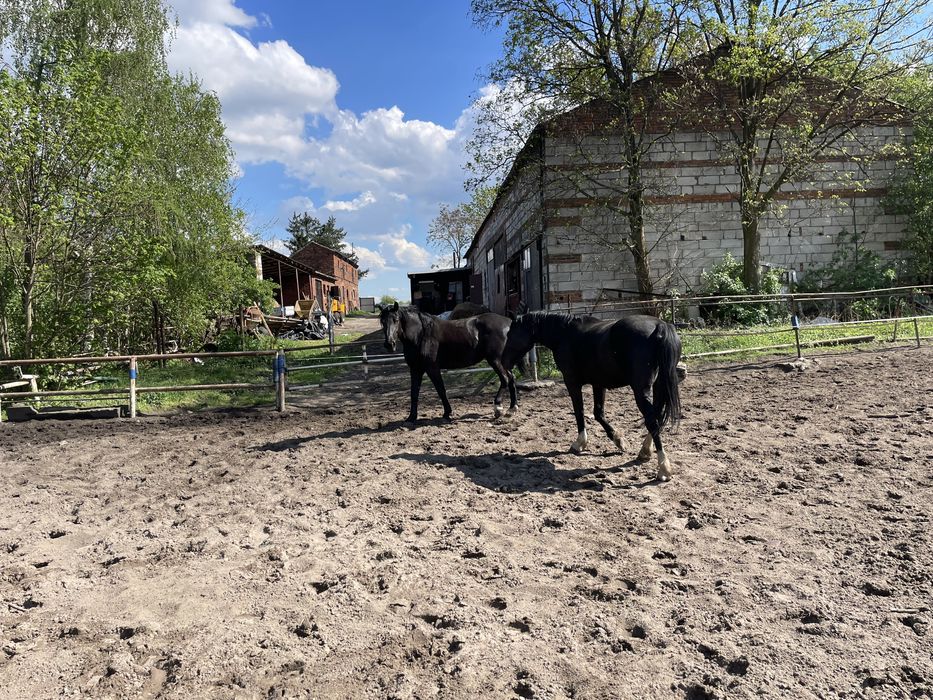 Sprzedam dwie klacze. Slaskie.