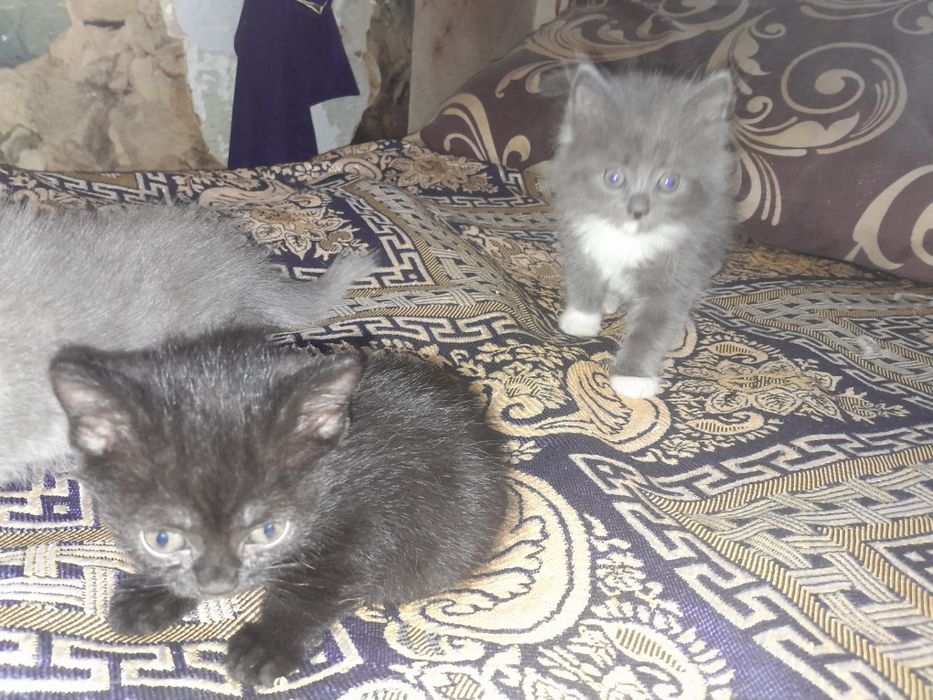 Продам котят ( британцы)