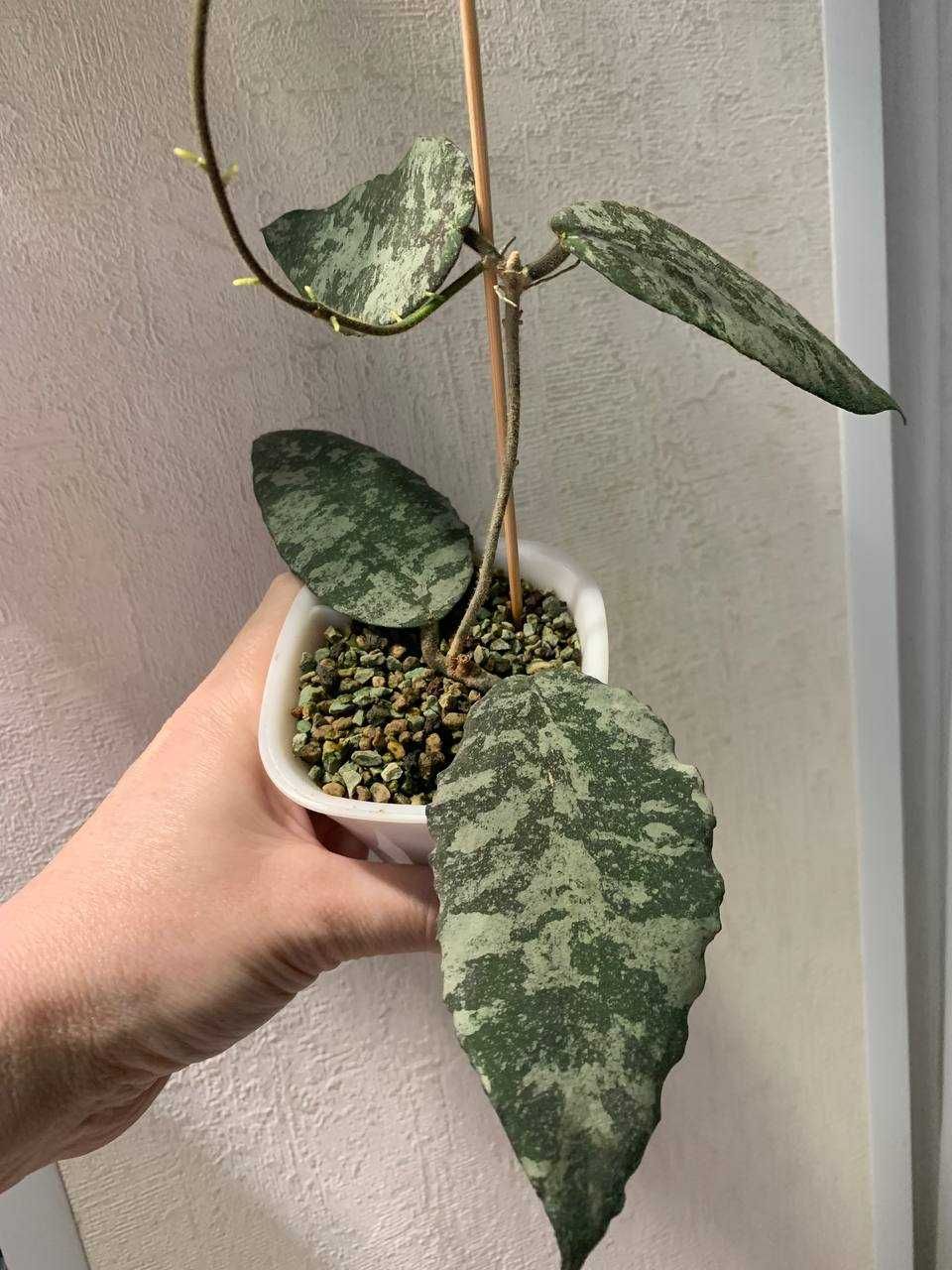 Хойя Caudata Gold