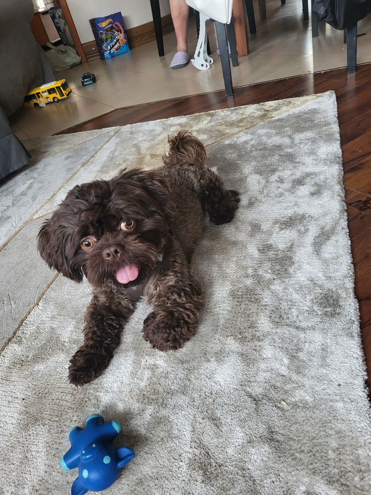 Shih tzu czekoladowy samiec Gimi z rodowodem FCE
