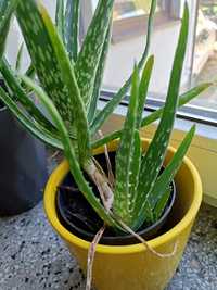 Sadzonki aloesu aloe vera