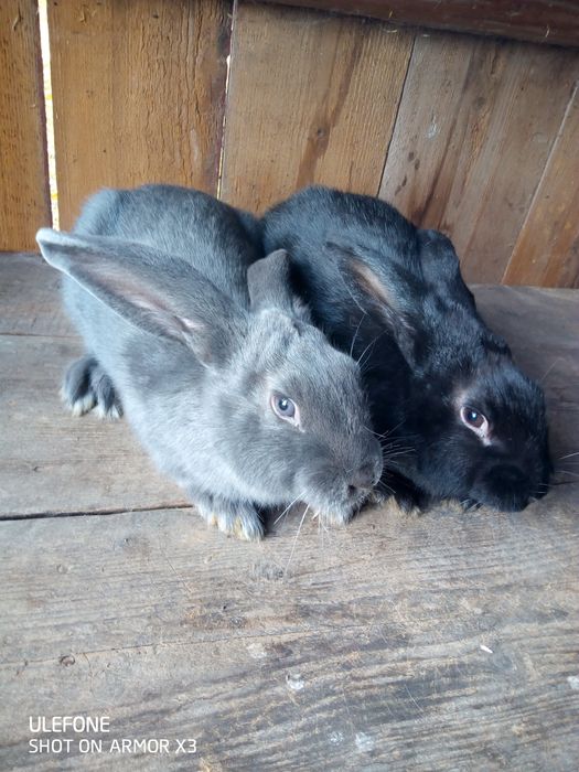 Кролики продаю кроликів