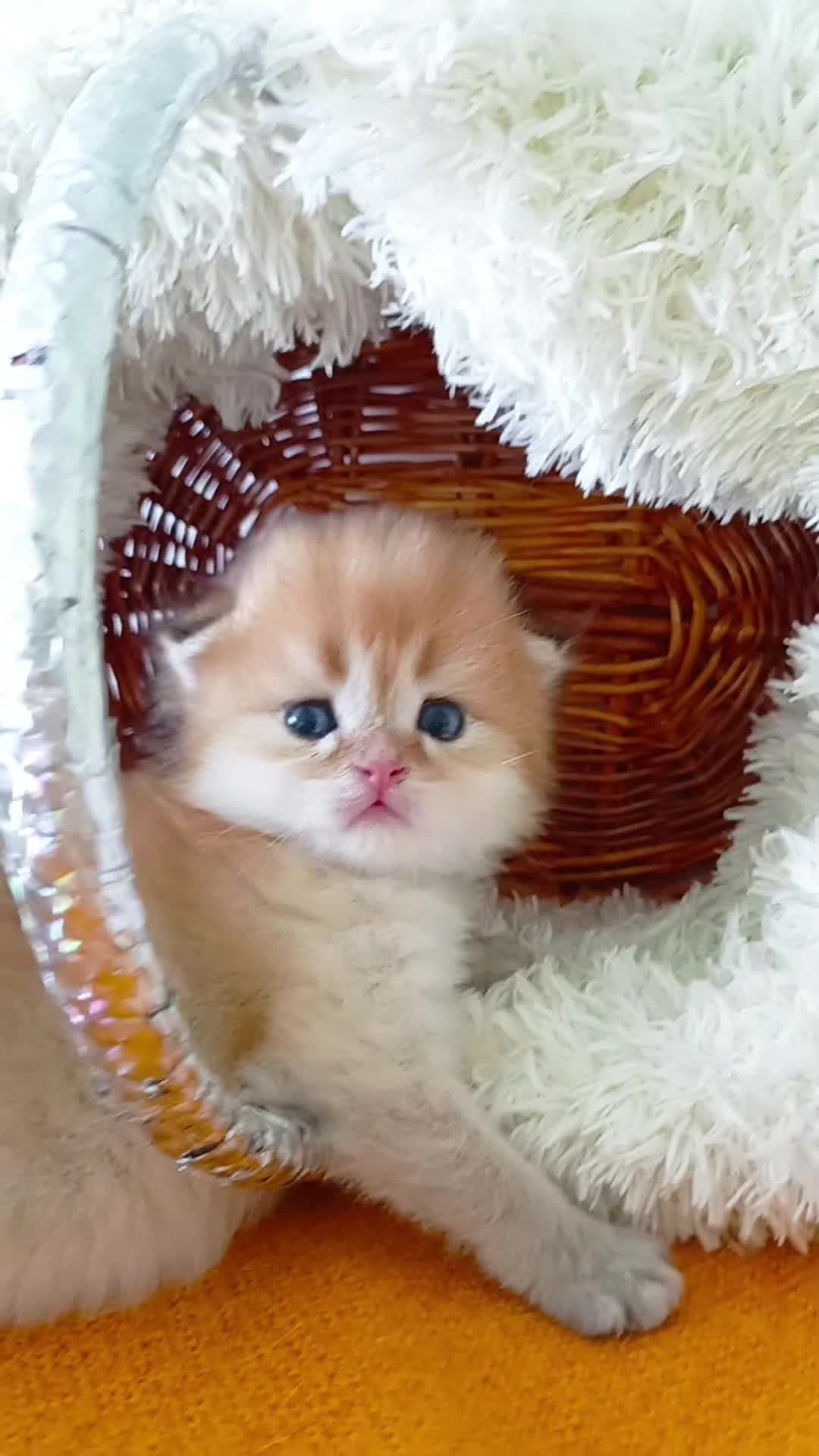 Золотая шиншилла. Шотландский вислоухий котик