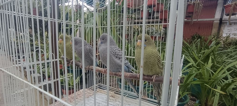 Periquitos black face