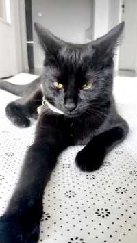 śliczna, czarna kotka