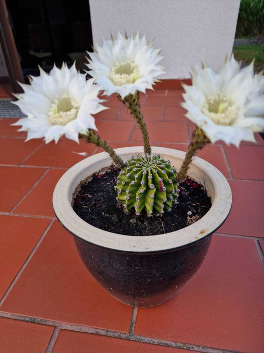 Echinopsis Eyriesa kaktus - duże białe kwiaty