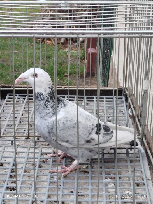 Gołębie Staropolskie