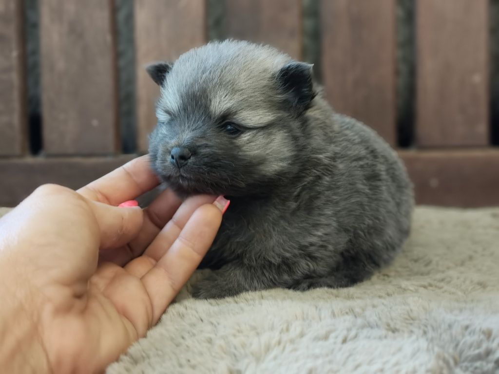 Spitz alemão anão azul