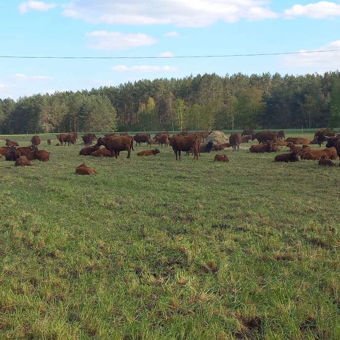 Bydło Polska Czerwona Rp 200 szt .