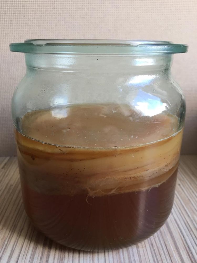 Kombucha grzyb herbaciany żywy do produkcji roztworu