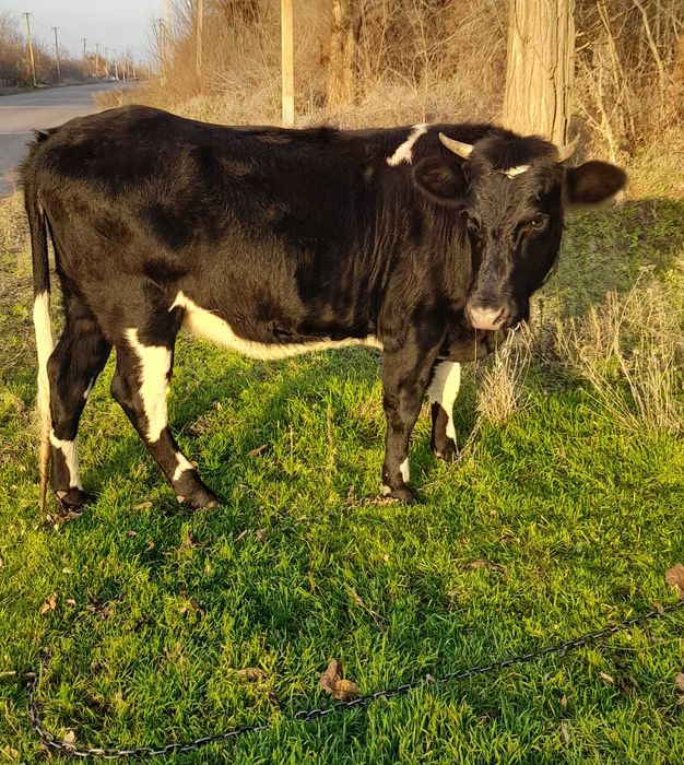 Продається ТЕЛИЧКА