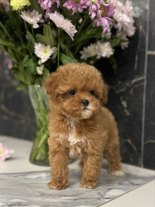 Красуня міні мальтіпу ф1. Ми в Луцьку.