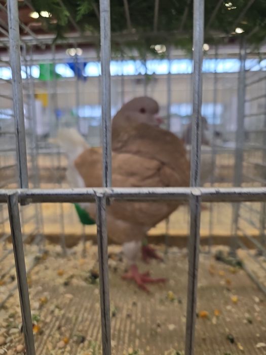 Sprzedam kingi rozplodowe