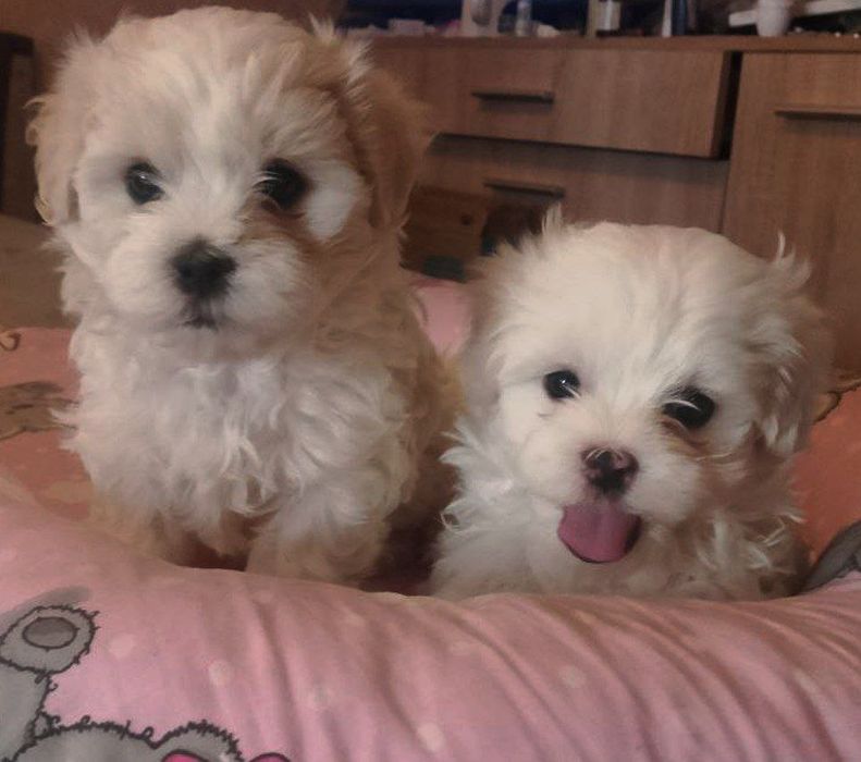 Щенки  Мальтезе.