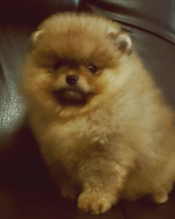 Девочка оранж,мишутка