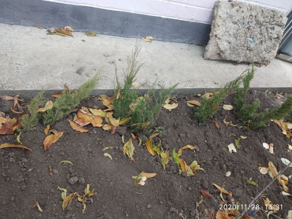 Продам саженцы можжевельника "Принц Уэльский"