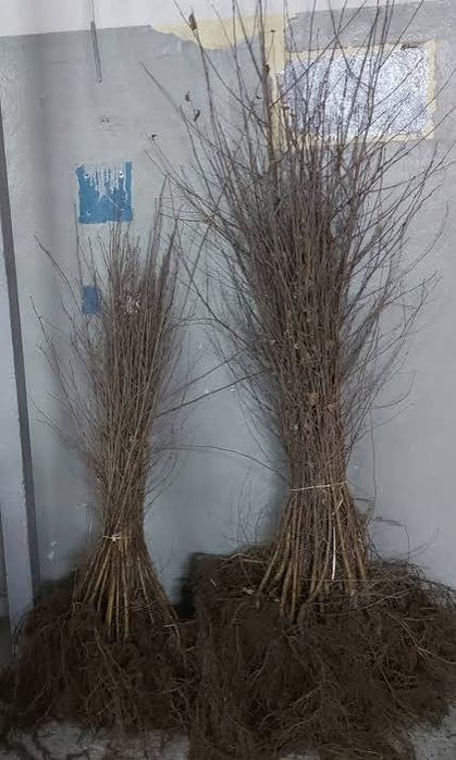 Sadzonki brzozy sosny