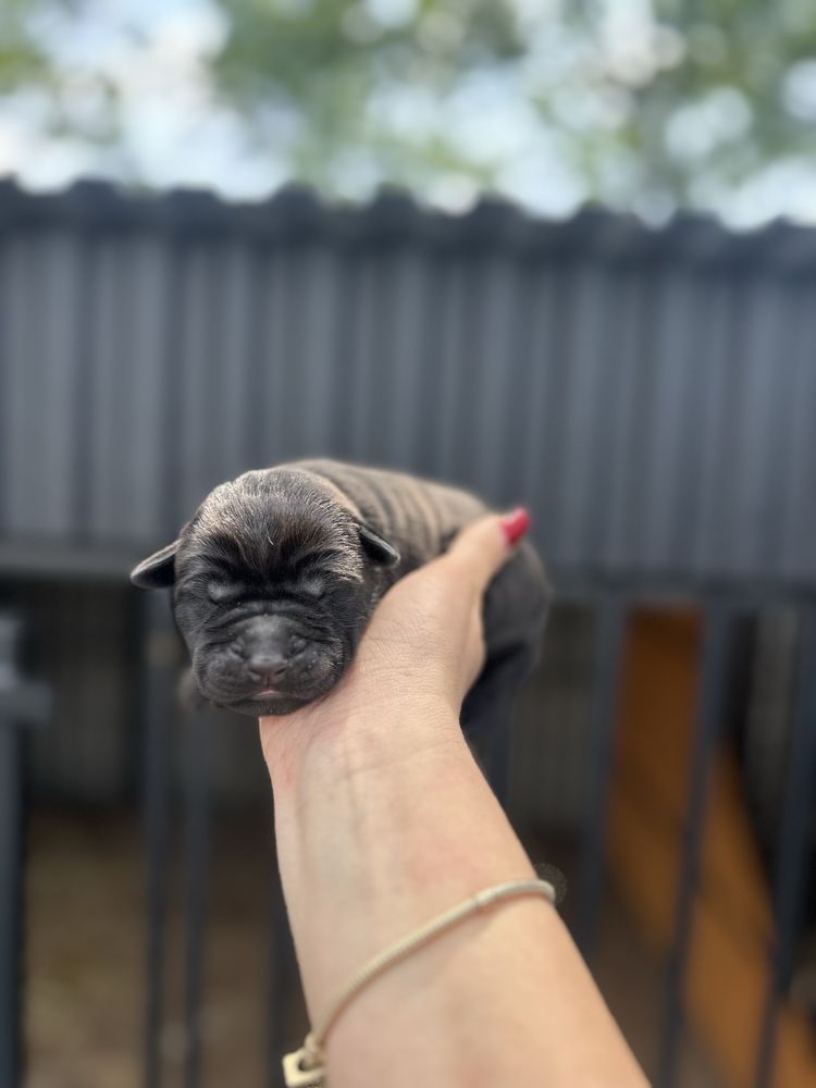 Szczeniak Bandog