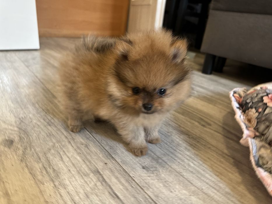 Rodowodowa sunia pomeranian