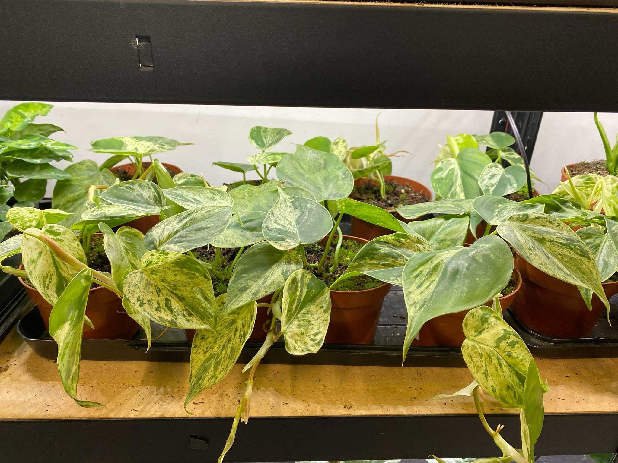 Philodendron Hederaceum Oxycardium Variegata Filodendron