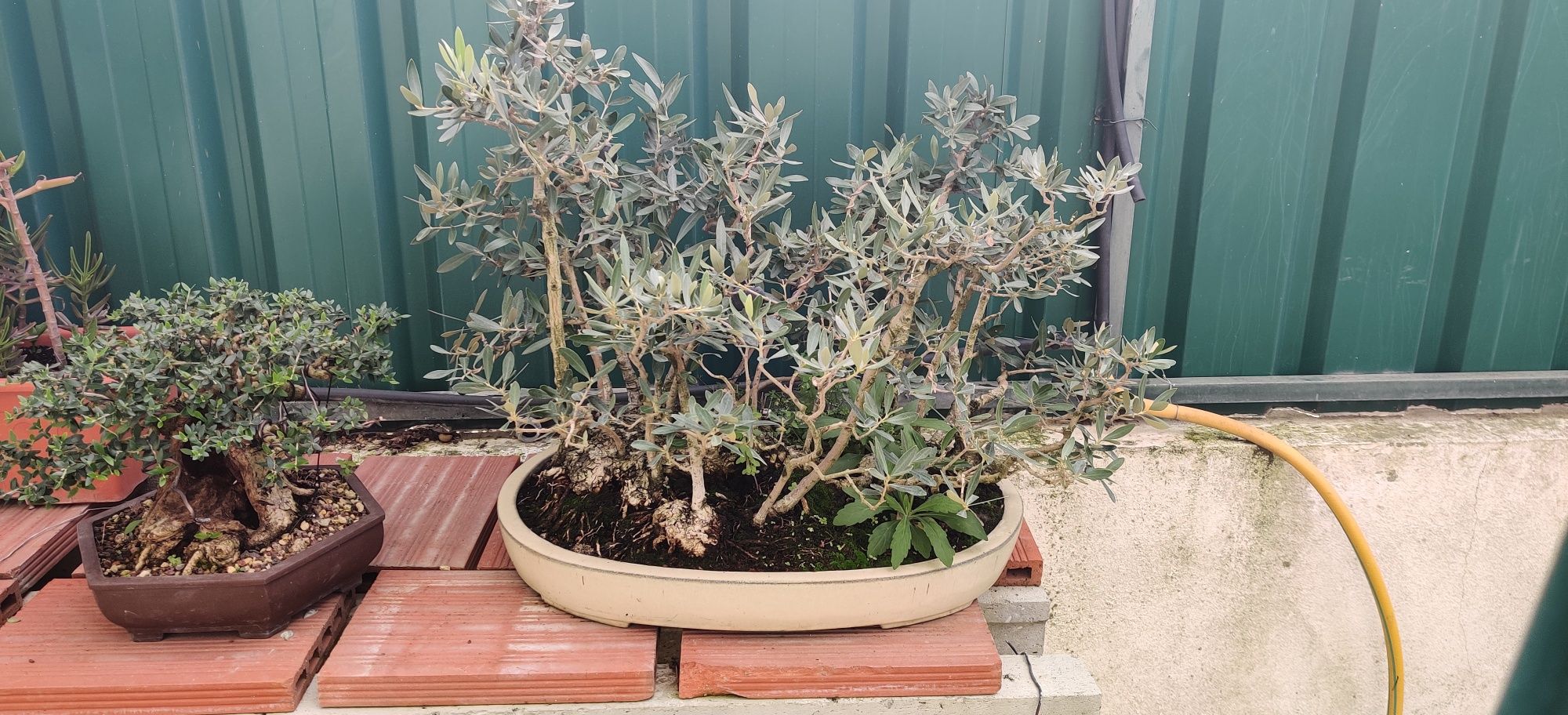 Bonsai Oliveira multitronco