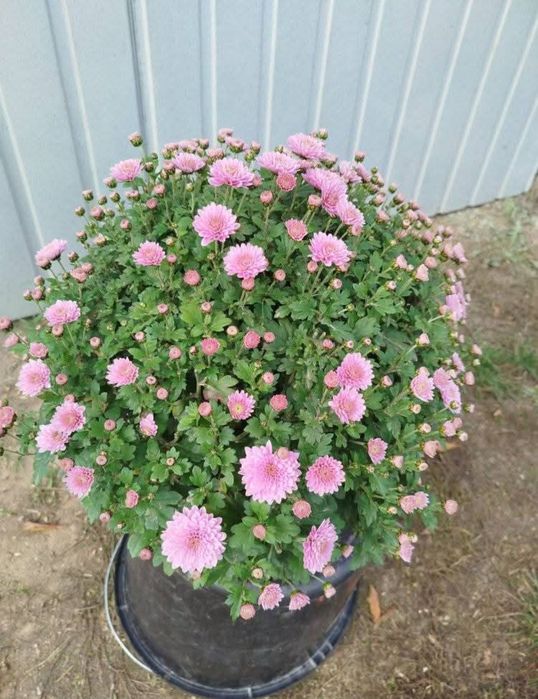 Chryzantemy  doniczkowe