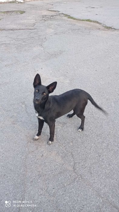 Собачка біля 4 місяців