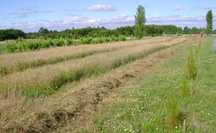 Limpeza de Terrenos e outros Serviços (Agricultura e Floresta)