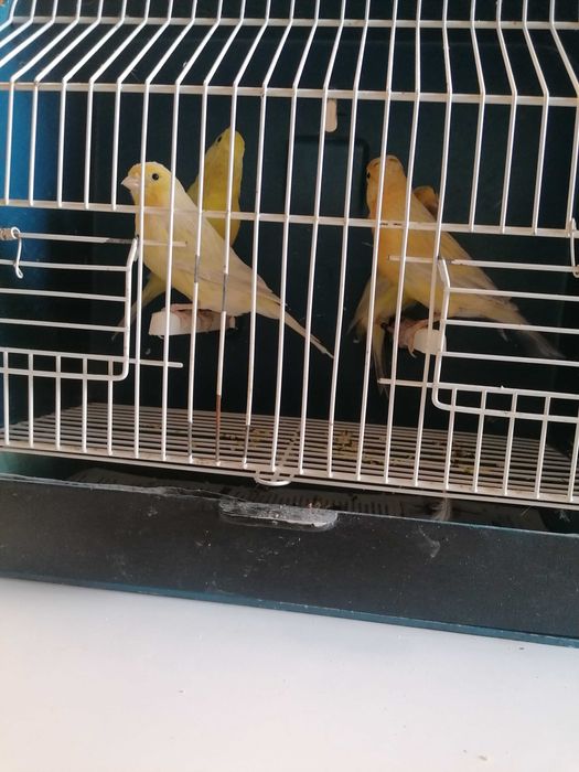 C  A  N  A  R  I  O  S