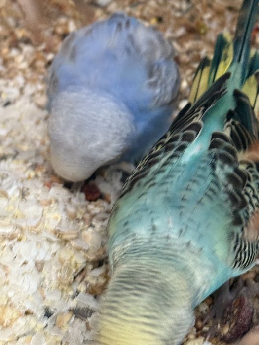 Papugi faliste zwykłe  młode  do oswojenia .