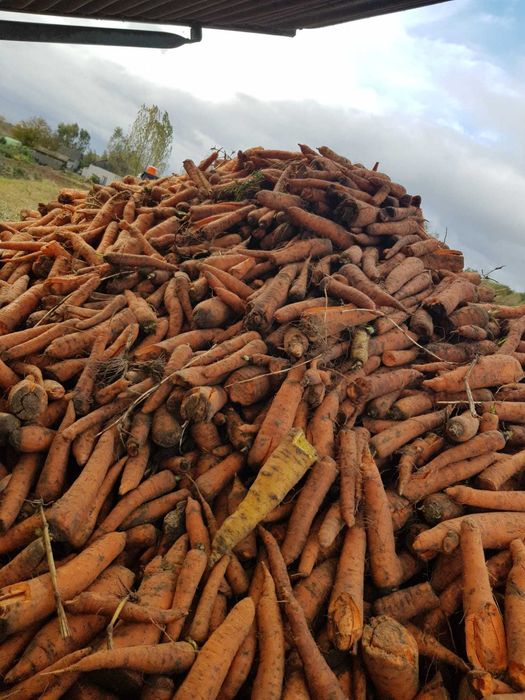 Marchew  Nie odpadowa PASZOWA