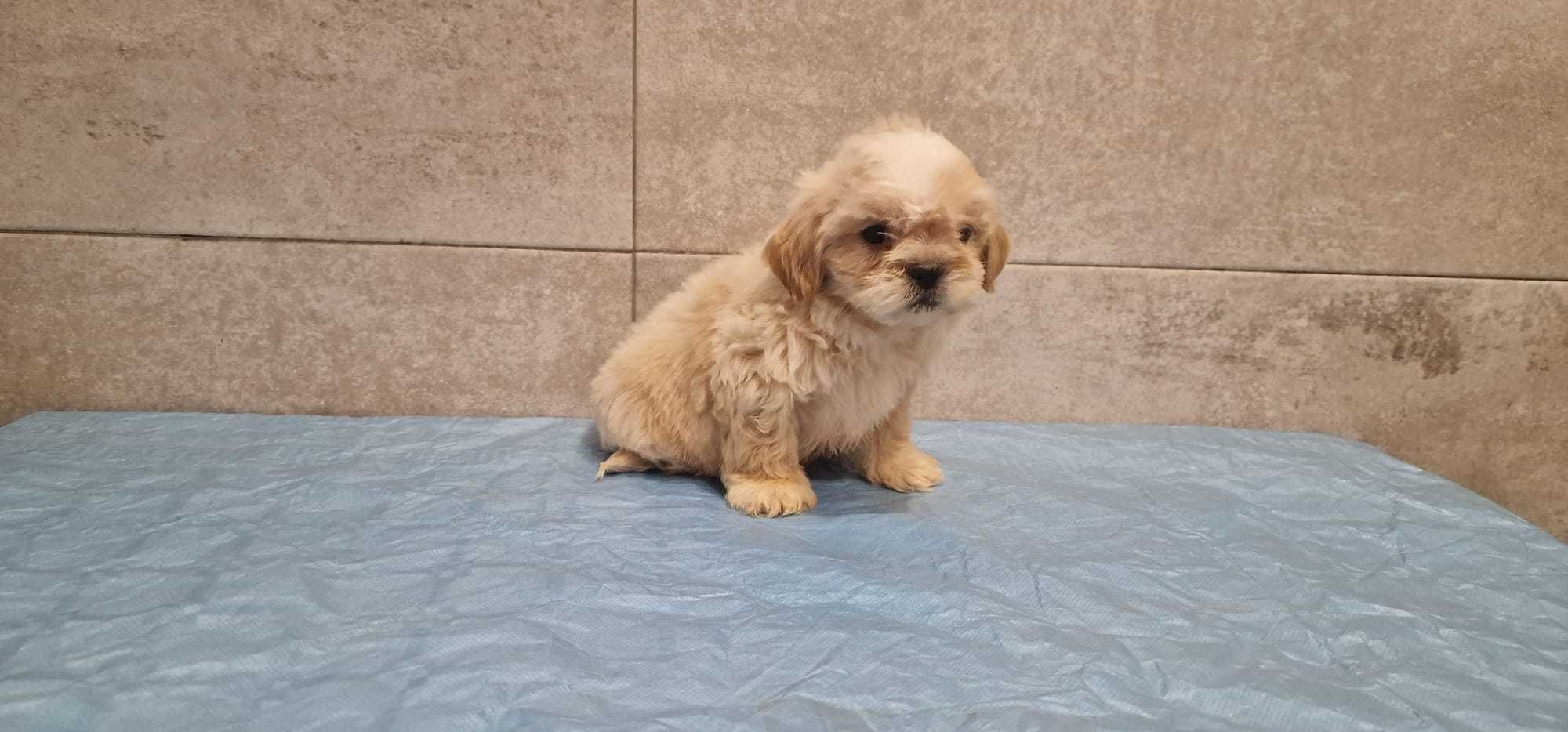 Shih tzu de pelo comprido excelente qualidade