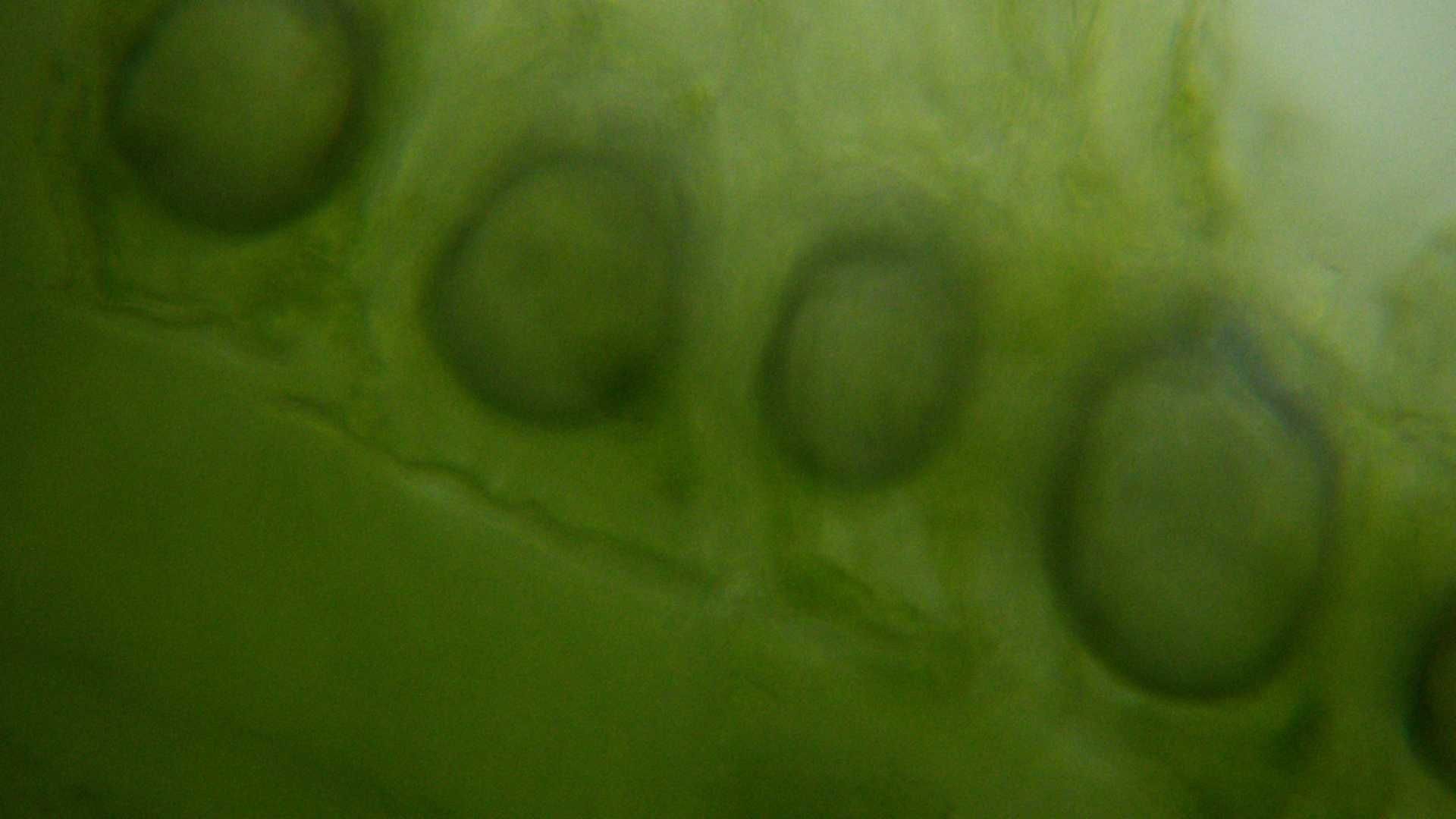 Mikroskop Delta Optical Genetic Pro + Kamera Mikroskopowa