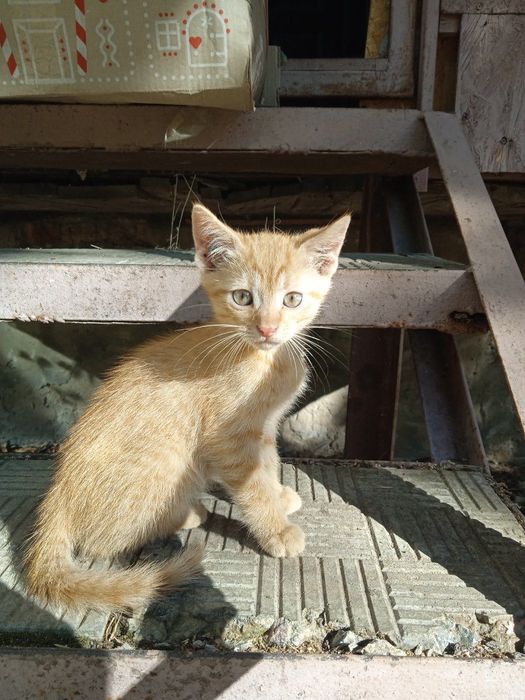 Рудий котик шукає порятунок… кошеня в добрі руки .