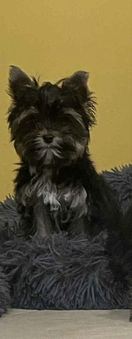 York Yorkshire Terrier suczka