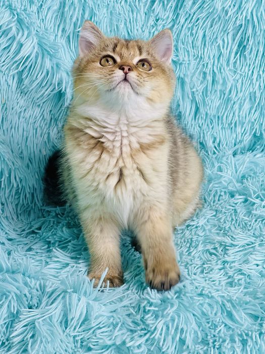 Британська золота шиншилла