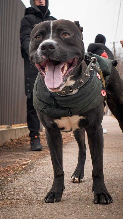 Вязка  молодого собаки питбуля.