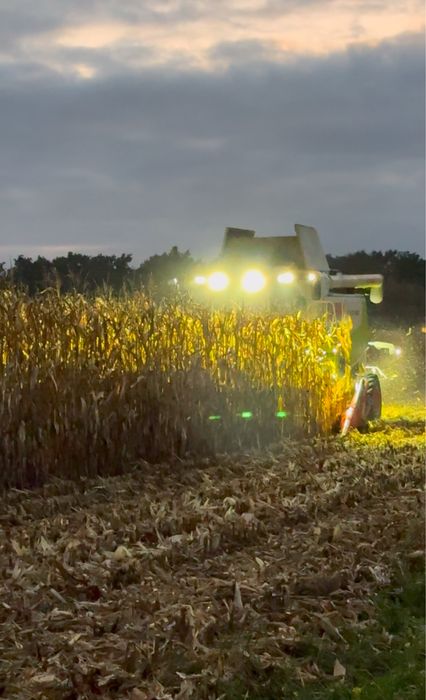 Uslugi koszenia kukurydzy zbior kukurydzy omłot koszenie kukurydzy
