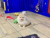 Szpic miniaturowy pomeranian