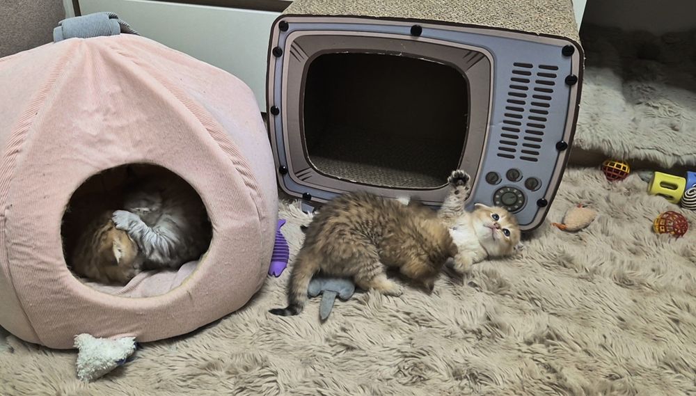 Шотландские прямоухие и вислоухие котята, мальчик и девочки