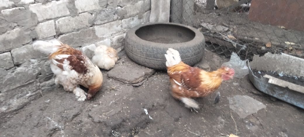 продам  карликових півників