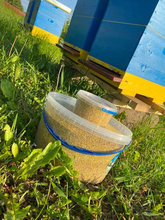 Пилок бджолиний, купити свіжий пилок 2025 року